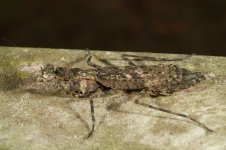 camo_mantis_01.jpg