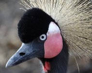 African Crowned Crane downsized.jpg