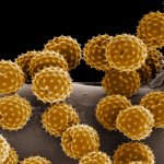 pollen.jpg