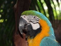 Gold Macaw Head downsized.jpg