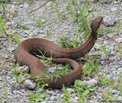 cottonmouth_01.jpg