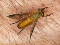 yellow_fly_01.jpg