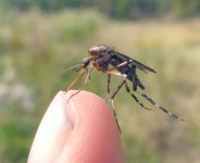giant gallinipper mosquito.jpg
