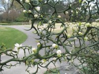 trifoliata_01.jpg