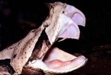 Bitis_gabonica_fangs.jpg