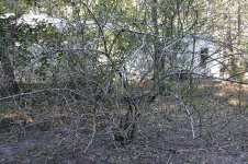 lemon_trees_01.jpg