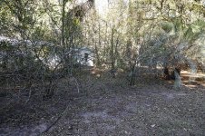 lemon_trees_02.jpg