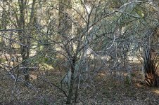 lemon_trees_03.jpg
