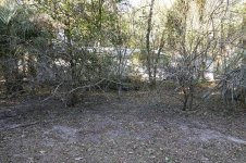 lemon_trees_04.jpg