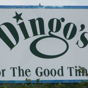 Dingo_s