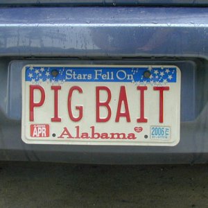tag_pigbait