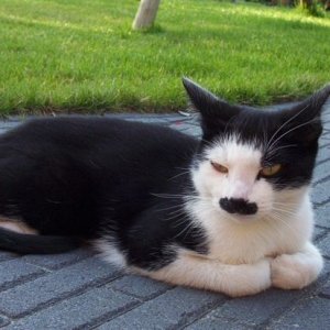Kitlers