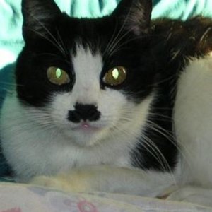 Kitlers
