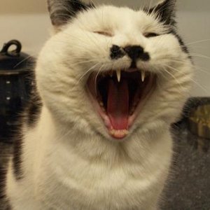 Kitlers 2