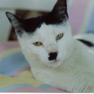 Kitlers 2
