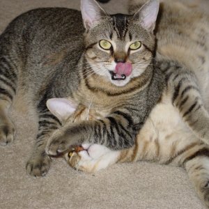 Kitties