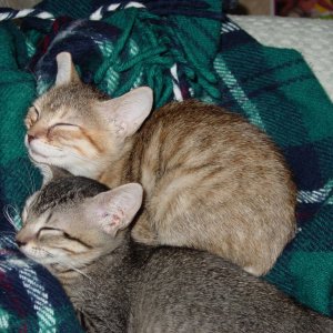Kitties