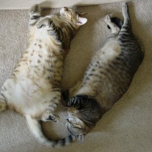 Kitties
