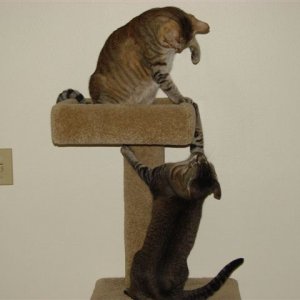 Kittens