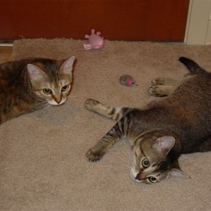 Kittens