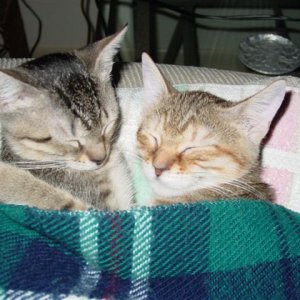 Kittens
