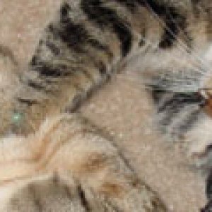 Kittysig