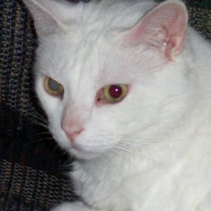 788remo_the_cat-med