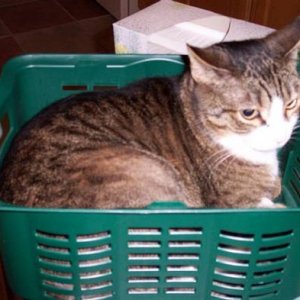 788Spunky_in_Basket1-med