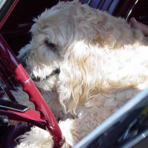 I will be 16 soon, I want to drive now!