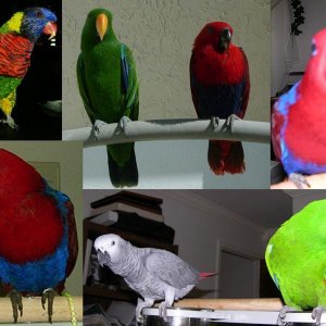 Birds