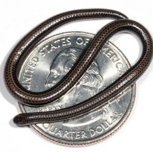 barbados_tiny_snake