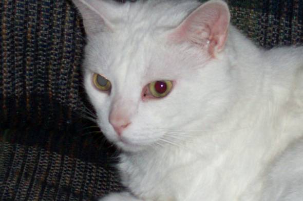 788remo_the_cat-med