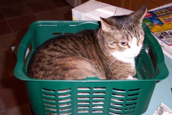 788Spunky_in_Basket1-med