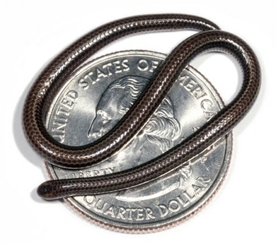 barbados_tiny_snake