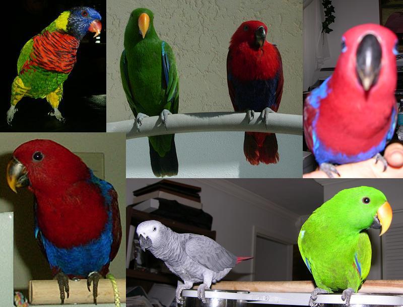 Birds