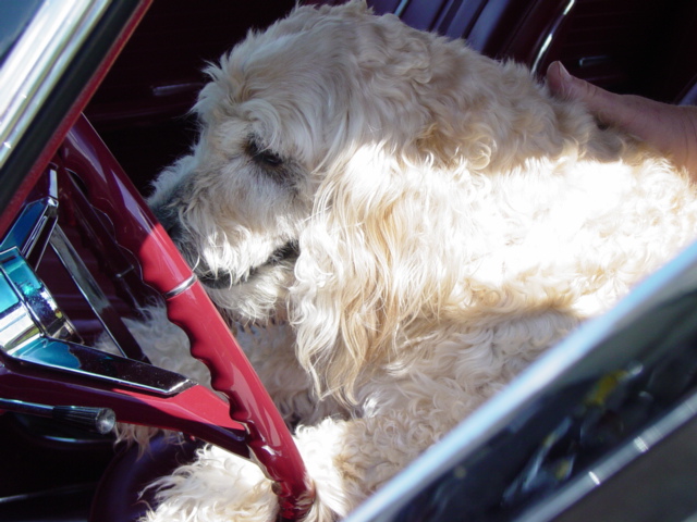 I will be 16 soon, I want to drive now!