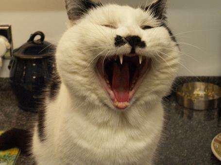 Kitlers 2