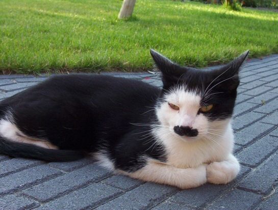 Kitlers