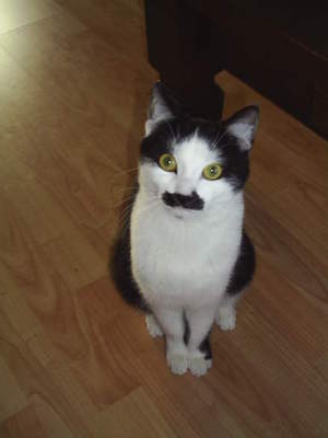 Kitlers