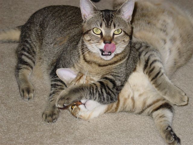 Kittens