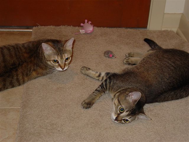 Kittens