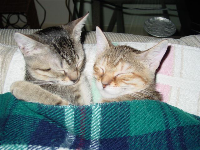 Kittens