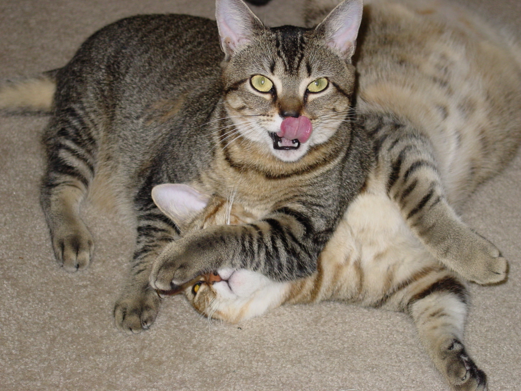 Kitties