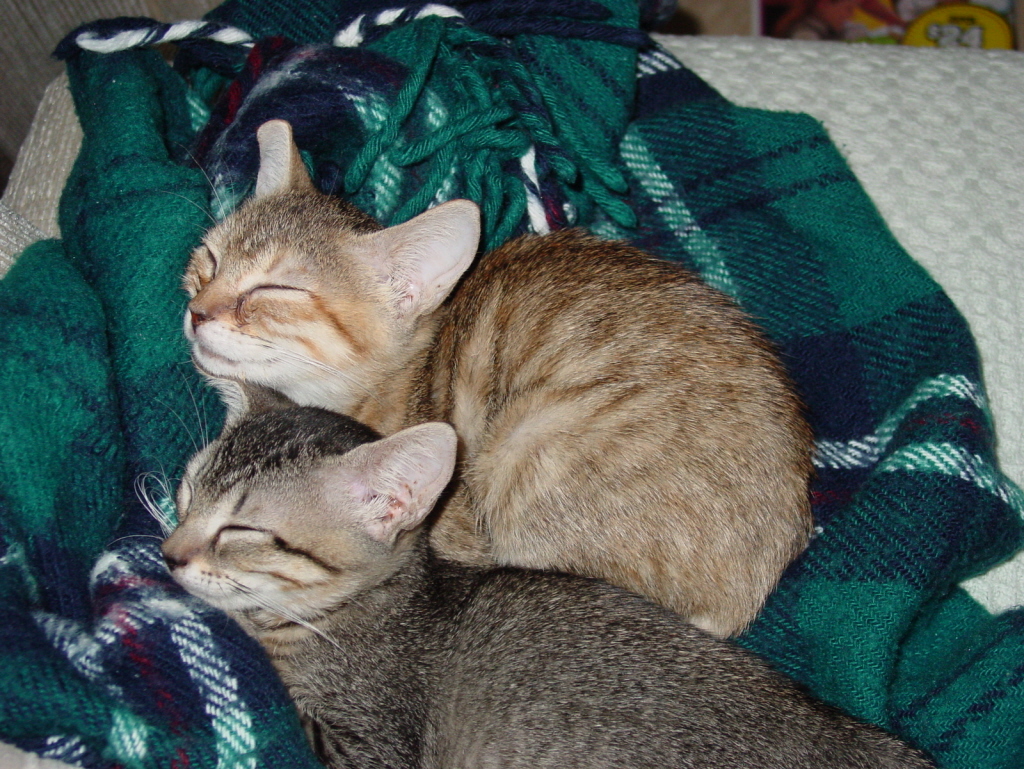 Kitties