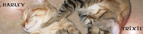 Kittysig