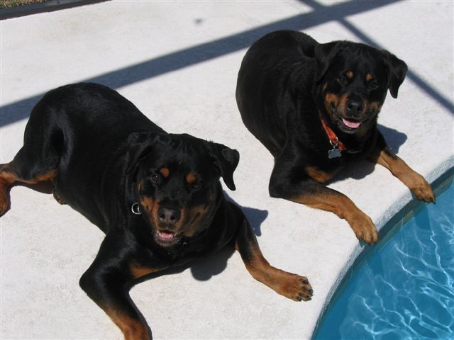 MaggieHugoPool
