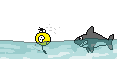 Shark Attack